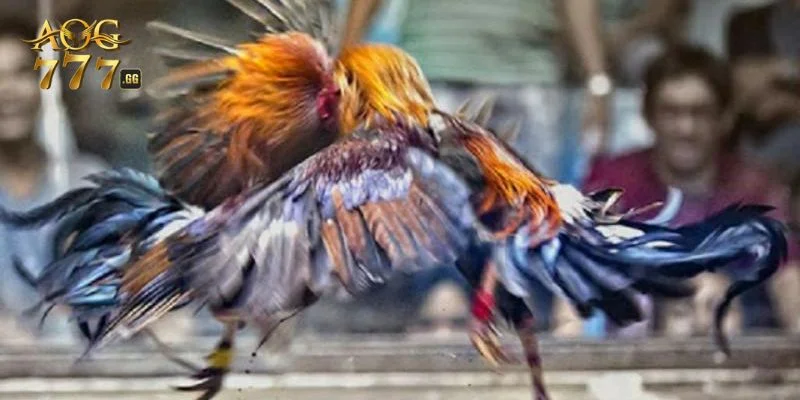 Xem màu mạng gà với nhiều lợi ích không tưởng